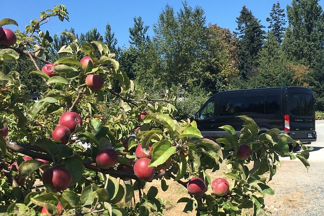 Private Small Group Local Wine, Cider Tasting, Central Saanich - Pickup, timing, and how the day stays easy