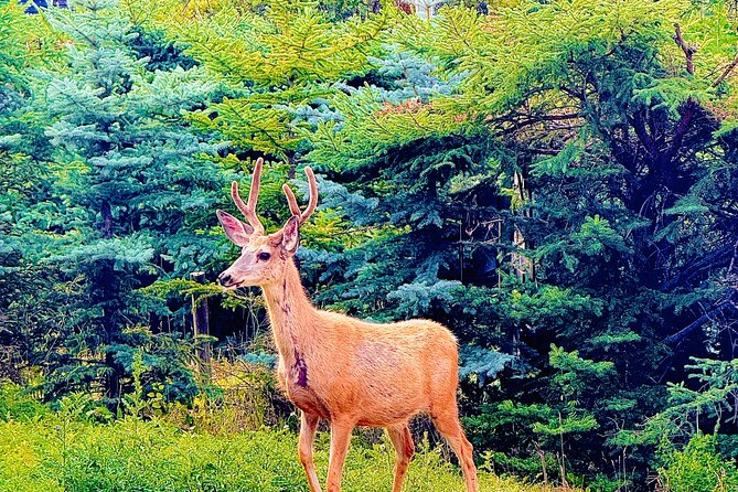Private tour-Best of Banff: A Signature Journey in the Rocky(3HR) - Surprise Corner and the Fairmont Banff Springs photo frame (about 20 minutes)
