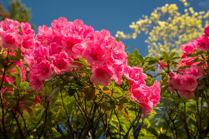 Private Tour Countryside Drive to Butchart Gardens & Victoria - Chinatown and Waterfront Highlights: Parliaments, the Empress, and More