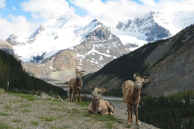 Private Tour: Majestic Mountains PHOTO SAFARI Drive - 4H - Key Things to Know Before You Go