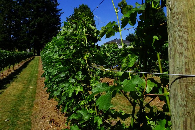 Private Tour: Vancouver Half Day Wine Tasting Tour - Value check: is $356.89 per person worth it?