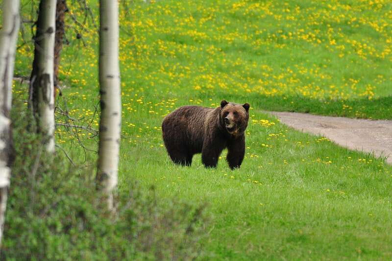PRIVATE Wilderness and Wildlife Walking Tour - 3hrs - Key things that make this wildlife walk in Canmore worth it