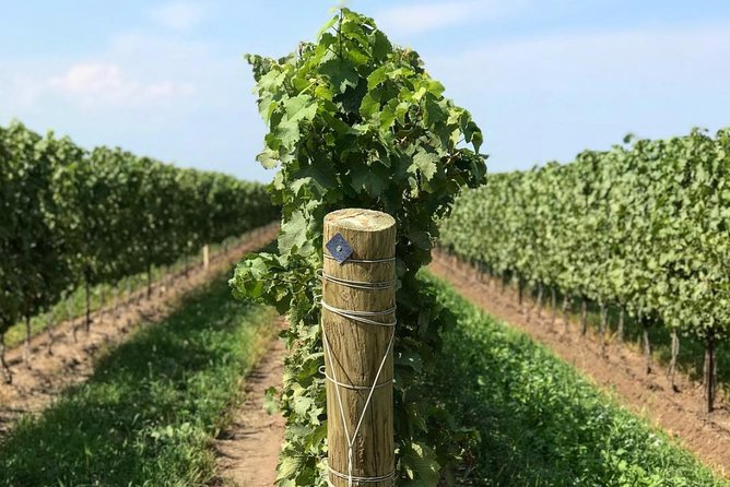 Private Wine & Charcuterie Tour (Customizable) - Hinterbrook and the NOMAD label moment