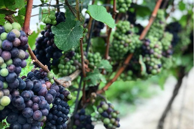 Private Wine & Charcuterie Tour (Customizable) - Price and what you actually get for $223.80 per person