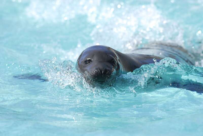 Quebec: Aquarium du Quebec Entry Ticket - What to pack, what you can’t bring, and simple comfort tips