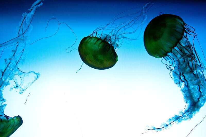 Quebec: Aquarium du Quebec Entry Ticket - Aquarium du Québec: a full-day pass that doesn’t waste your time