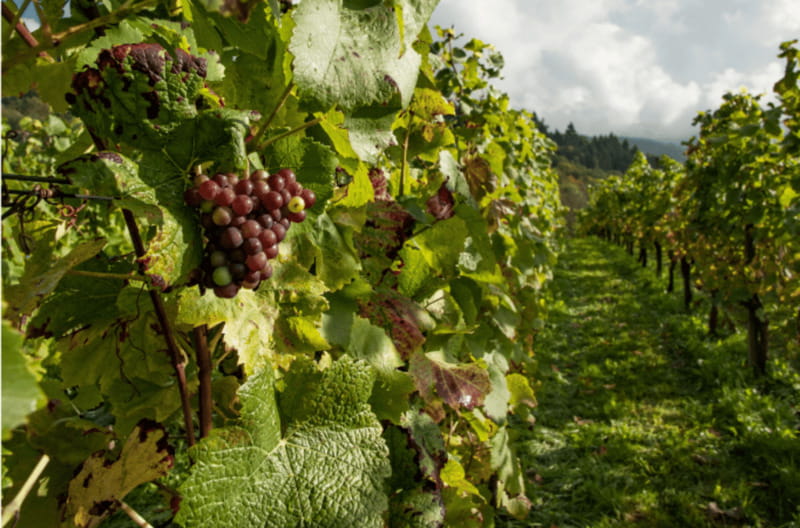 Quebec City: Island of Orleans Wine Tour - Domaine Sainte-Famille: where the guide makes wine make sense