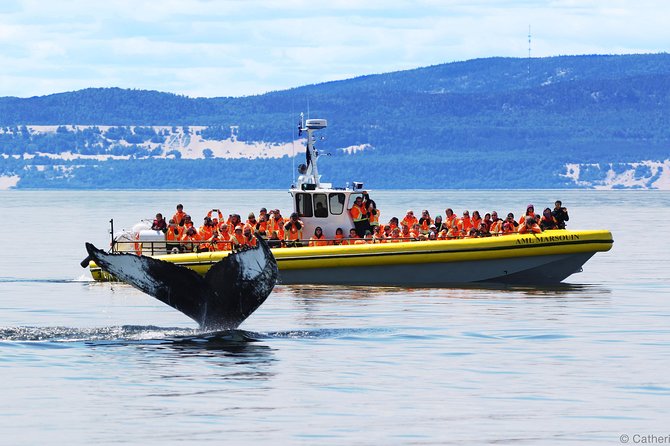 Québec City: Whale Watching Tour with Bus Transportation - Key highlights to know before you go