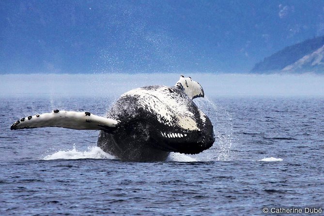 Québec City: Whale Watching Tour with Bus Transportation - The Whale-Watching Reality Check and the Whale Guarantee