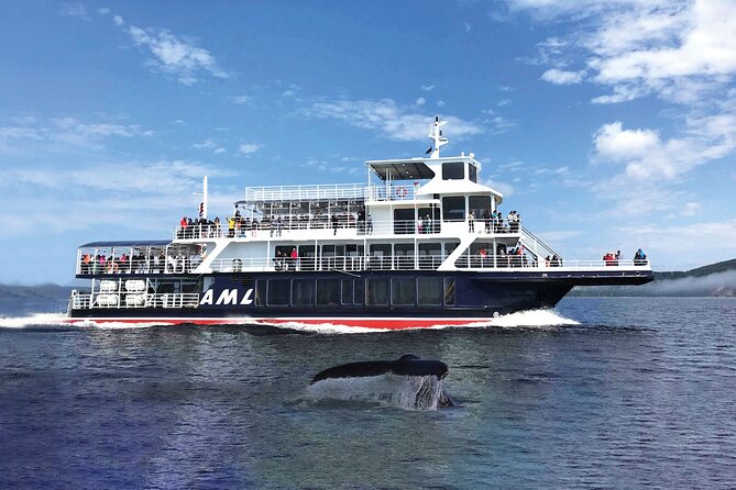 Québec City: Whale Watching Tour with Bus Transportation - What to Pack for Cold Wind, Spray, and Camera Moments