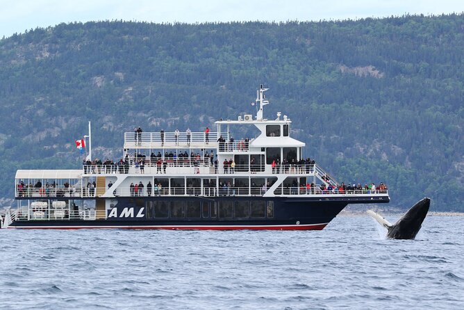 Québec City: Whale Watching Tour with Bus Transportation - On the Water With a Naturalist: What the Guide Changes for Your Sightings
