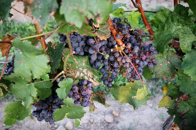 Relaxing Afternoon Wine Tour through Niagara's Wine Country - Afternoon Niagara wine country, without the driving headache