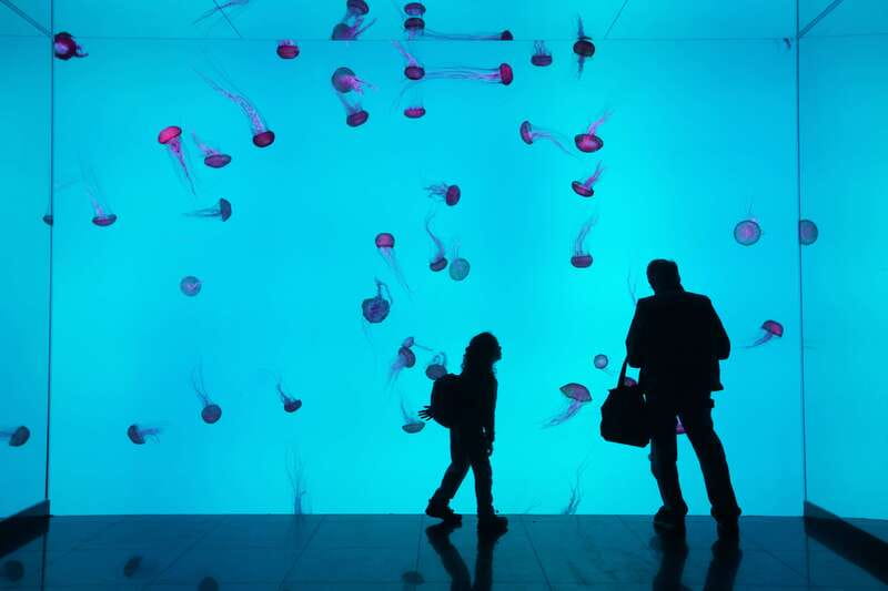Ripley's Aquarium: Sharks After Dark Entry (After 5PM) - Timing that changes everything at Ripley’s Aquarium (After 5PM)
