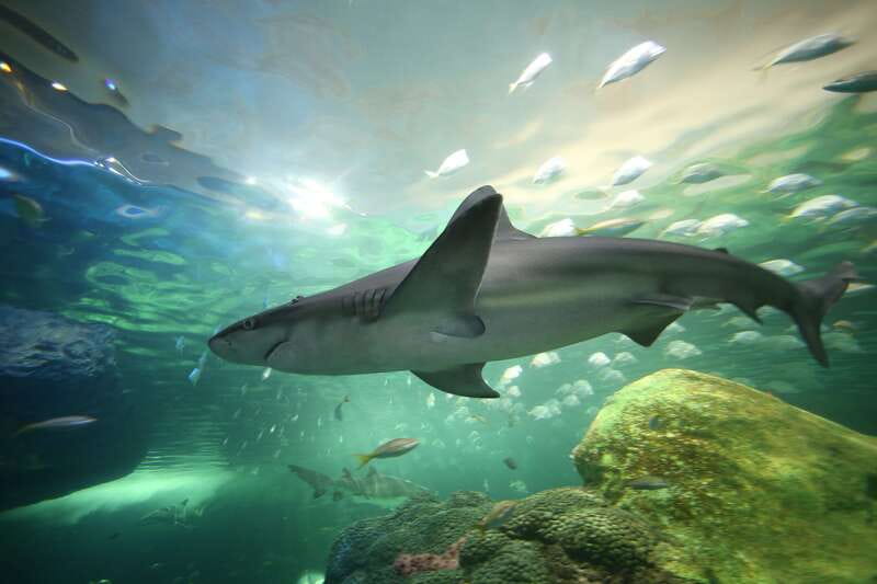 Ripley's Aquarium: Sharks After Dark Entry (After 5PM) - Your two hours inside: the nine galleries and 20,000 animals