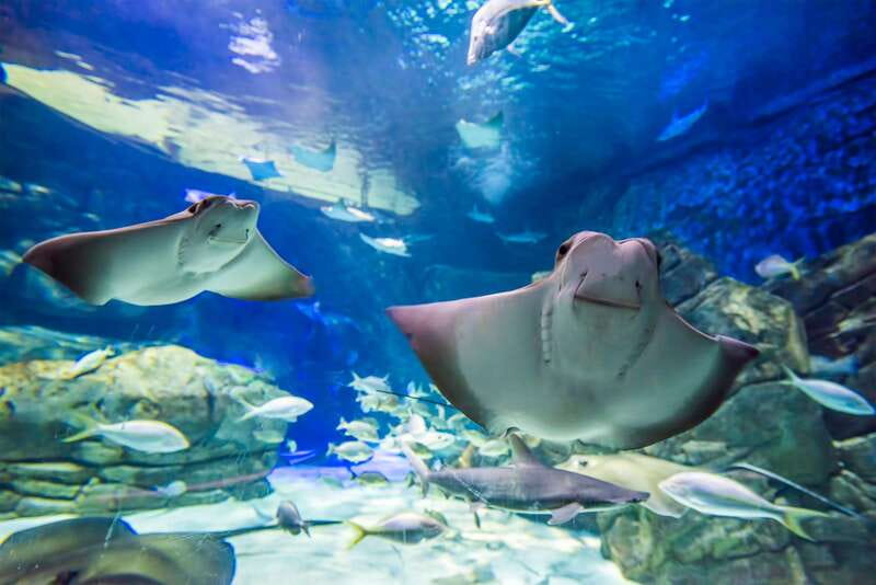 Ripley's Aquarium: Sharks After Dark Entry (After 5PM) - The shark tunnel: overhead grace you cannot fake