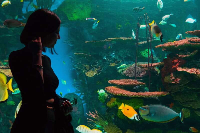 Ripley's Aquarium: Sharks After Dark Entry (After 5PM) - Price and value: what $33 gets you at night
