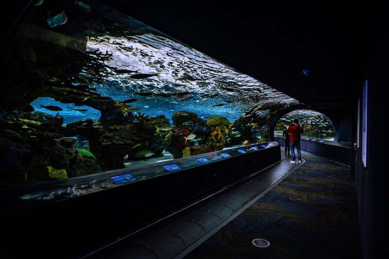 Ripley's Aquarium: Sharks After Dark Entry (After 5PM) - Real-world notes: crowd levels, cameras, and the kids question