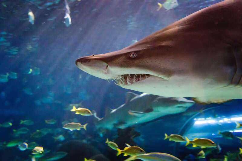 Ripley's Aquarium: Sharks After Dark Entry (After 5PM) - Getting there fast from Union Station and the Skywalk
