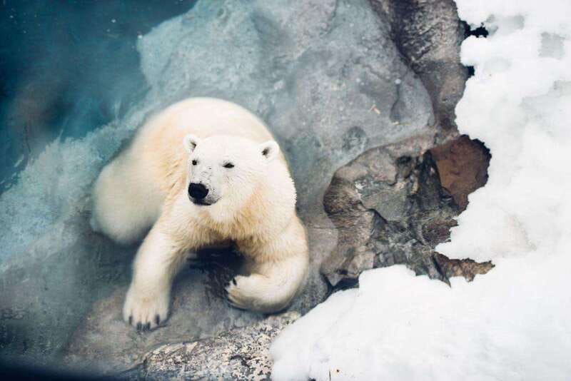 Saint Felicien: Admission to Zoo Sauvage - Key things to know before you go