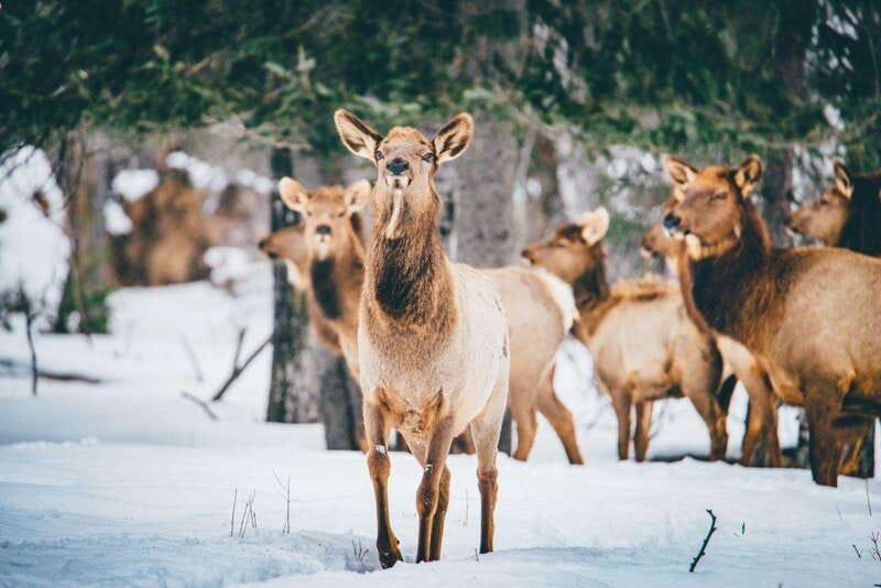 Saint Felicien: Admission to Zoo Sauvage - Getting to Zoo Sauvage de Saint-Félicien and finding your first moment of wow