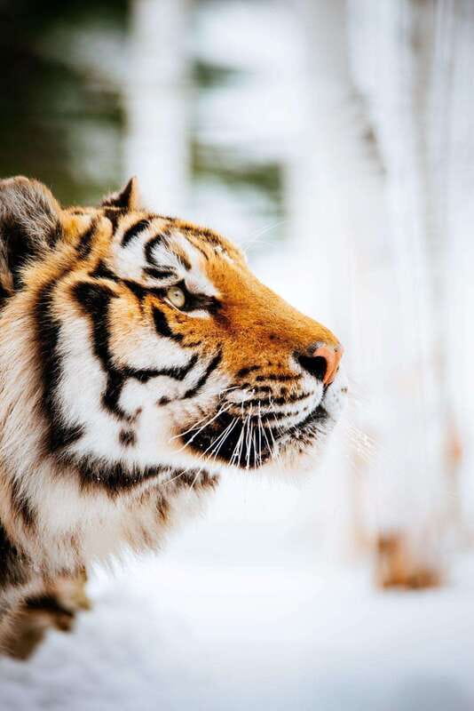 Saint Felicien: Admission to Zoo Sauvage - Winter walking through six sectors, from Arctic Tundra to Ethiopian Plateaus