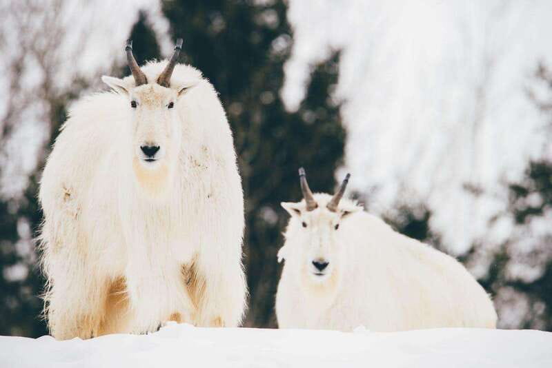Saint Felicien: Admission to Zoo Sauvage - Boreal Train in the Nature Trails Park, where visitors ride and animals roam
