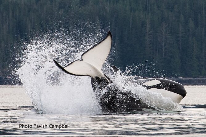 Salish Sea Whale Watching Tour in Campbell River - The Coast Marina Departure, and Why That First Hour Matters