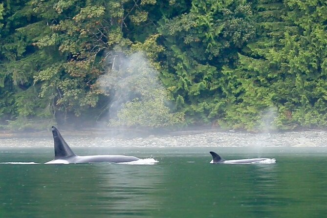 Salish Sea Whale Watching Tour in Campbell River - Wildlife You Can Actually Expect to See
