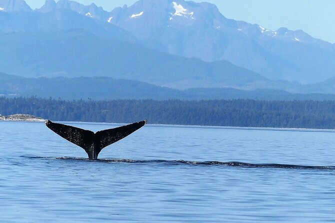 Salish Sea Whale Watching Tour in Campbell River - Beach Landings: When the Day Turns Extra Special