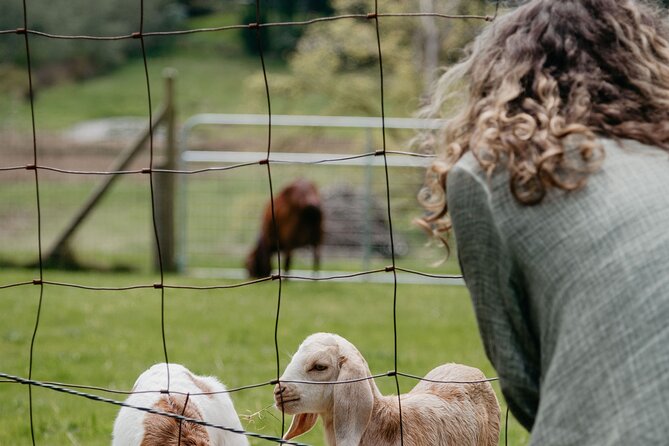 Salt Spring Island "Artisan Trail" Hop On Hop Off Tour! - Price and Value, Plus What You’ll Most Likely Spend Beyond the Ticket