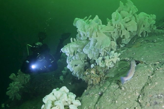 Scuba Dive Boat Charter in Vancouver (Certified Divers Only!) - Key highlights you will care about