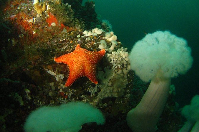 Scuba Dive Boat Charter in Vancouver (Certified Divers Only!) - Howe Sound’s HMCS Annapolis Reef, plus a boat designed for the job