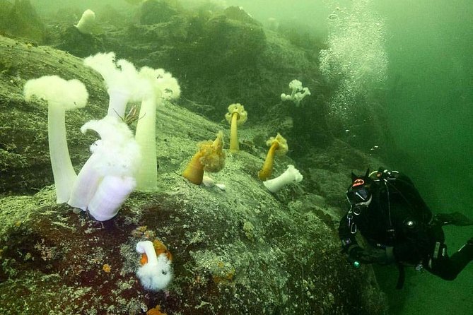 Scuba Dive Boat Charter in Vancouver (Certified Divers Only!) - Artificial reef science in plain English: why HMCS Annapolis feels different
