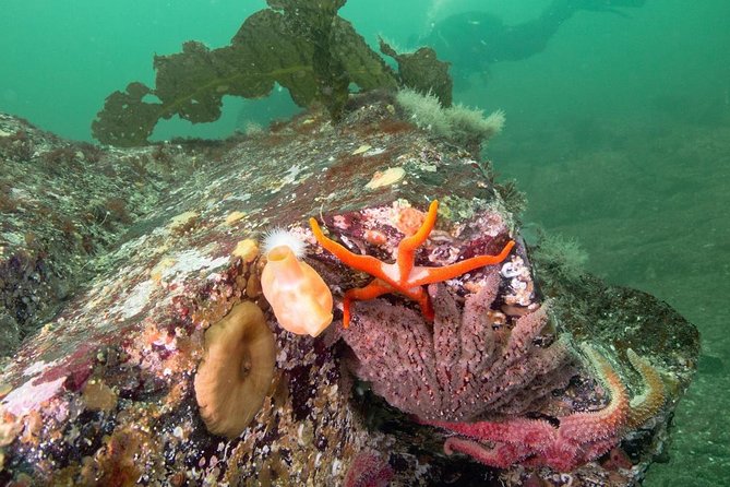 Scuba Dive Boat Charter in Vancouver (Certified Divers Only!) - Ride-along only: a great plan B if you’re not certified