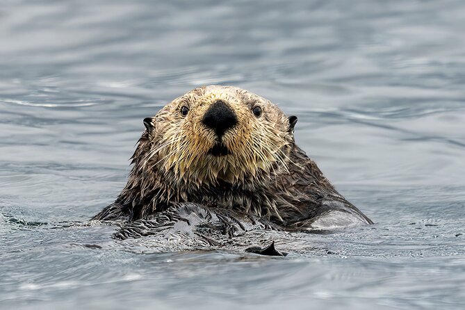 Sea Otter and Whale Watching Tour on Northern Vancouver Island - Key things I’d zero in on