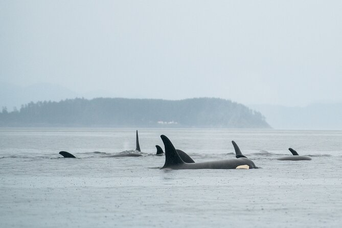 Sea Otter and Whale Watching Tour on Northern Vancouver Island - The meeting point in Port Hardy, and what to do before you ever leave