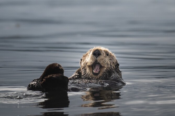 Sea Otter and Whale Watching Tour on Northern Vancouver Island - Queen Charlotte Strait: where sea otters and whales are the main event