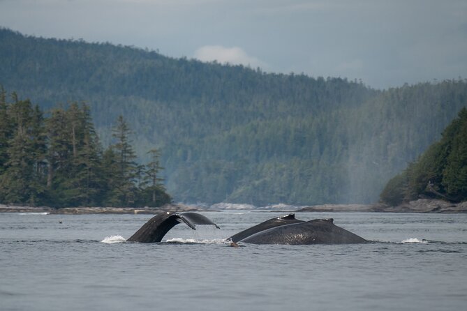 Sea Otter and Whale Watching Tour on Northern Vancouver Island - Lunch on board, and how food fits the rhythm of wildlife time