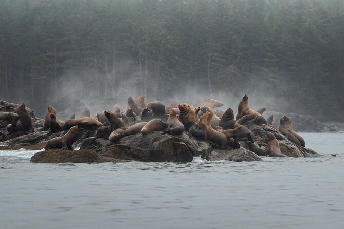 Sea Otter and Whale Watching Tour on Northern Vancouver Island - Your boat experience on northern waters, and how it changes what you see