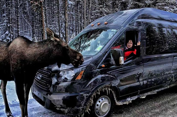 Shuttle from Banff or Canmore to Moraine Lake and Lake Louise - Timing, planning, and making the most of your 1 hour at each lake