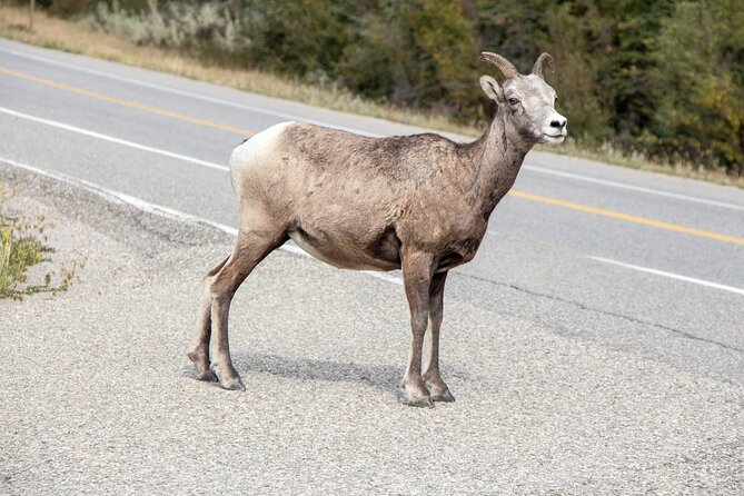 Smartphone Audio Driving Tour between Banff and Calgary - Canmore, Banff, and the meaning behind the names