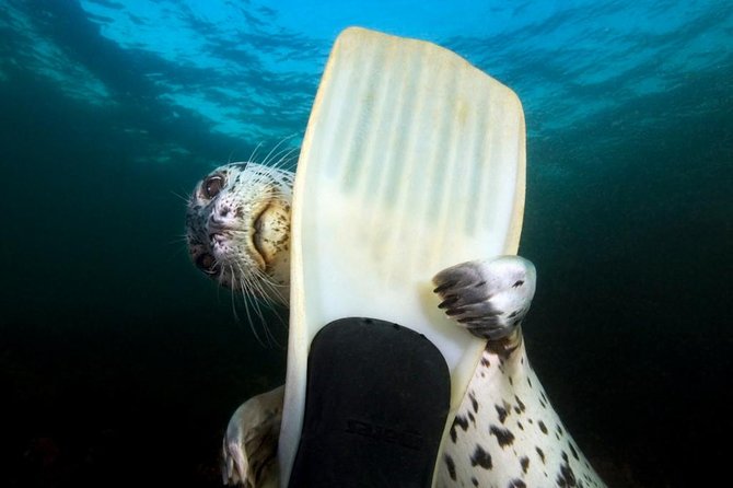 Snorkel, Kayak, and Seal Adventure: Vancouver Boat Tour - Key Highlights You Should Know Before You Go