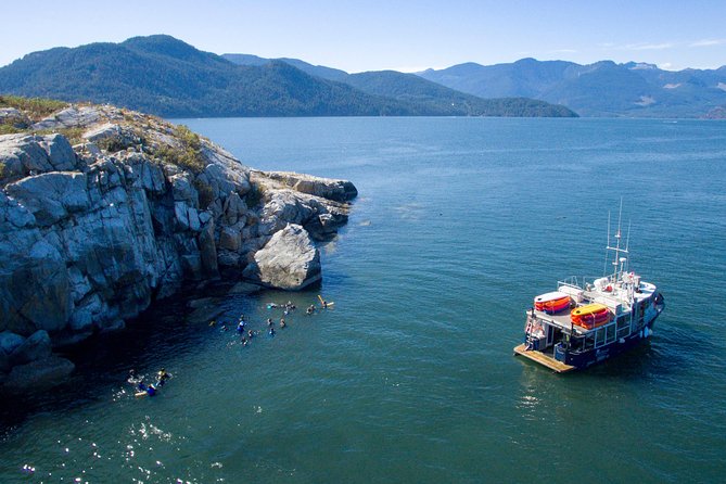 Snorkel, Kayak, and Seal Adventure: Vancouver Boat Tour - Pam Rocks harbor seals: what you’ll actually see (and how close is close)