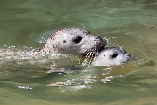 Snorkel, Kayak, and Seal Adventure: Vancouver Boat Tour - Guides and captain energy: the difference between watchable and great