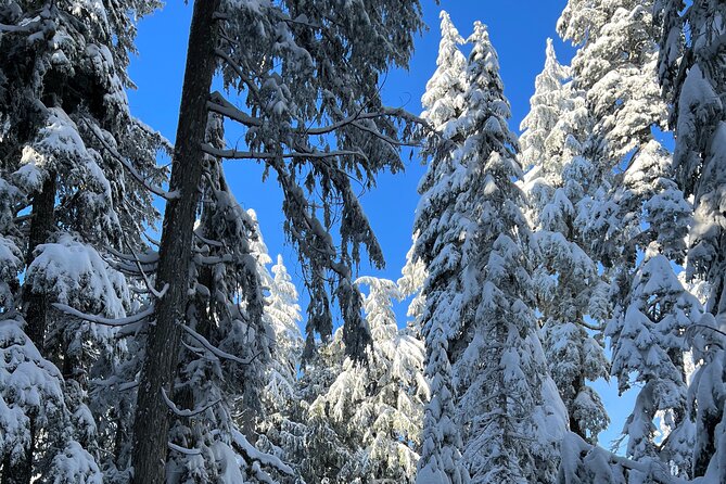 Snowshoeing In Vancouver's Winter Wonderland - Should You Book This Cypress Mountain Snowshoe Tour?