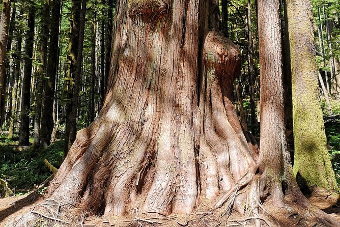 Sooke to Port Renfrew: Wild Pacific Adventure - Why this Wild Pacific route feels like a real outing, not a checklist