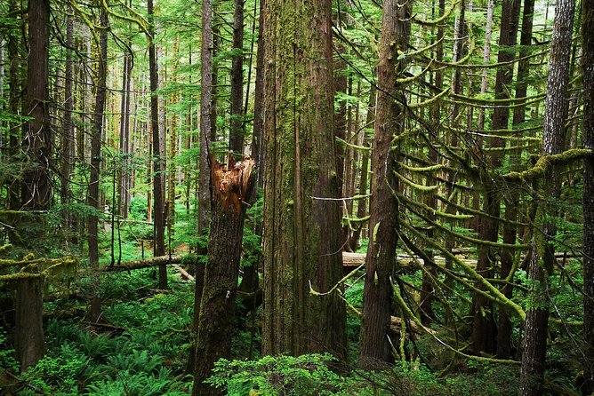 Sooke to Port Renfrew: Wild Pacific Adventure - Port Renfrew plus the guided scenic drive: what the day is really doing
