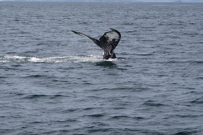 St. John’s Small Group Tour with Iceberg Quest Boat Cruise - Key Points You’ll Feel on Day One