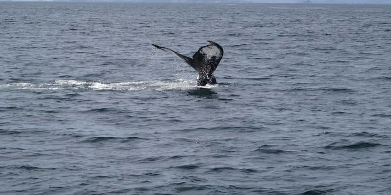 St Johns Premium Tour with Iceberg Quest Boat Cruise - Who this tour fits best, and who might want a different plan