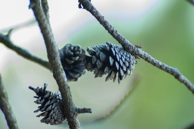 Stawamus Chief Hike & Local Brewery Tasting - Key highlights you will actually care about